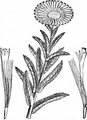 Irish Fleabane - Inula salicina L.