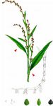 Wasserpfeffer - Persicaria hydropiper (L.) Delarbre 