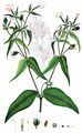 Night-Flowering Catchfly - Silene noctiflora L.
