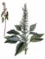 Common Amaranth - Amaranthus retroflexus L.
