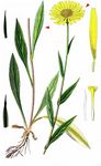 Weidenblättriges Ochsenauge - Buphthalmum salicifolium L. 