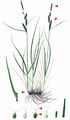Lesser Tufted-Sedge - Carex cespitosa L. 