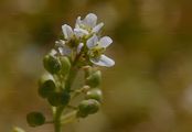 Common Scurvygrass - Cochlearia officinalis L.