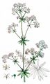 Traunsee Bedstraw - Galium truniacum (Ronniger) Ronniger