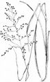 Fowl Mannagrass - Glyceria striata (Lam.) Hitchc.