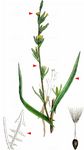 Weidenblättriger Lattich - Lactuca saligna L. 
