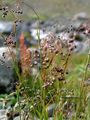 Alpine Wood-Rush - Luzula alpinopilosa (Chaix) Breistr.