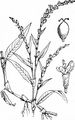 Water-Pepper - Persicaria hydropiper (L.) Delarbre