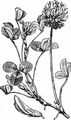 Western Clover - Trifolium repens L.