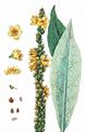 Great Mullein - Verbascum thapsus L.