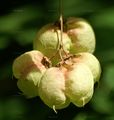 Staphylea pinnata (Gewöhnliche Pimpernuß) - Früchte