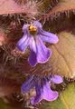 Ajuga pyramidalis (Pyramiden-Günsel) - Blüte