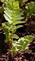Creeping Marshwort - Helosciadium repens (Jacq.) W. D. J. Koch