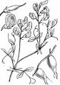 Tuberous Pea - Lathyrus tuberosus L.