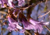 Paulownia tomentosa (Chinesischer Blauglockenbaum) - Blüten