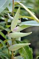 Syrische Seidenpflanze - Asclepias syriaca L.