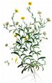 Acker-Ringelblume - Calendula arvensis (Vaill.) L.