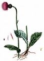 Meadow Thistle - Cirsium dissectum (L.) Hill