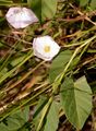 Field Bindweed - Convolvulus arvensis L.