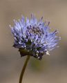 Sheep's-Bit - Jasione montana L.