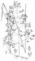 Swamp Meadow-Grass - Poa palustris L.