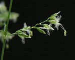 Smooth Meadow-Grass - Poa pratensis L.