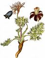 Small Pasque Flower - Pulsatilla pratensis (L.) Mill.