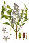 Gewöhnlicher Flieder - Syringa vulgaris L. 