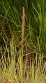 Sea Arrowgrass - Triglochin maritima L.