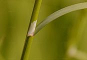 Creeping Bent - Agrostis stolonifera L.