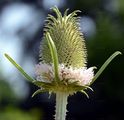 Wild Teasel - Dipsacus fullonum L.