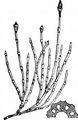 Variegated Horsetail - Equisetum variegatum F. Weber & D. Mohr