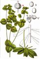 Broad-Leaved Spurge - Euphorbia platyphyllos L.
