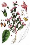 Acker-Hohlzahn - Galeopsis ladanum L. 