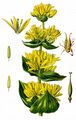 Yellow Gentian - Gentiana lutea L.