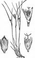 Three-Leaved Rush - Juncus trifidus L.