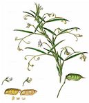 Saat-Platterbse - Lathyrus sativus L. 