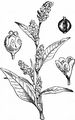 Pale Persicaria - Persicaria lapathifolia (L.) Delarbre