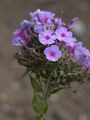 Phlox - Phlox paniculata L.