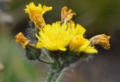 Glacier Mouse-Ear Hawkweed - Pilosella glacialis (Reyn.) F. W. Schultz & Sch. Bip.