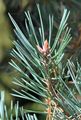 Knospen von Pinus sylvestris (Wald-Kiefer)
