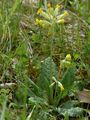 Echte Schlüsselblume - Primula veris L.