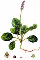 Common Wintergreen - Pyrola minor L.