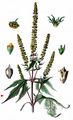 Giant Ragweed - Ambrosia trifida L.