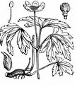 Wood Anemone - Anemone nemorosa L.