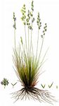 Langblättriger Schwingel - Festuca longifolia Thuill. 