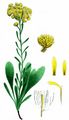 Sand-Strohblume - Helichrysum arenarium (L.) Moench