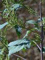 Spitzblättriges Schlagkraut - Iva xanthiifolia Nutt.