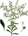 Least Pepperwort - Lepidium virginicum L.