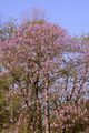 Chinesischer Blauglockenbaum - Paulownia tomentosa (Thunb.) Siebold & Zucc.